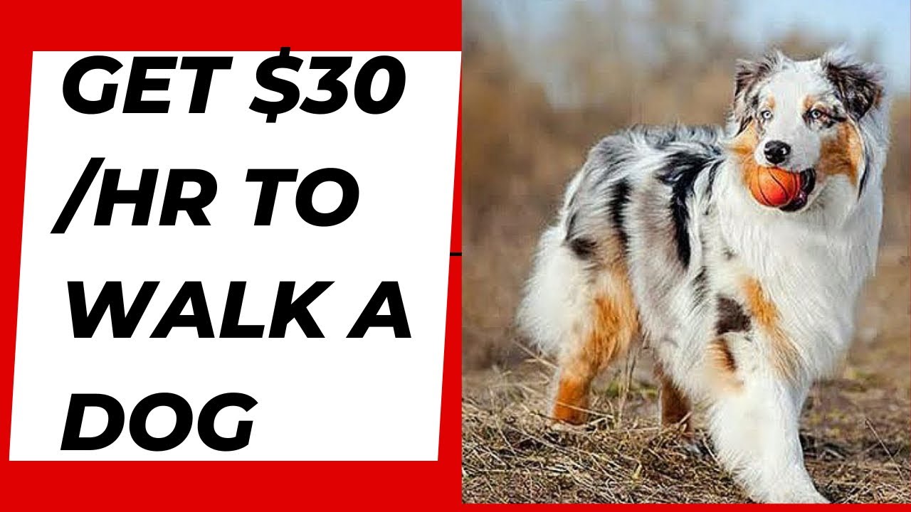 Dog Sitting Jobs in America// Walking a Dog For Money. YouTube
