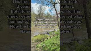Fallen Tornado Tree Floats Away | Turtle Creek #flood #safehaven #mamagoose #nature #shorts #fyp