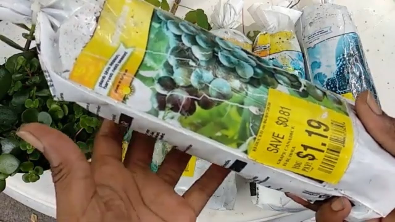 Get Cheap Plants at Your Local Garden Centers YouTube