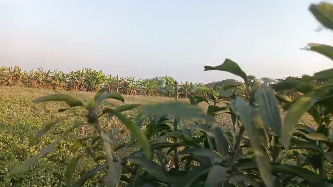 ଆମ୍ବ ଗଛରେ ଆସିଗଲା ନୂଆ ବୋଉଳ 🥭🥭🥭🥭