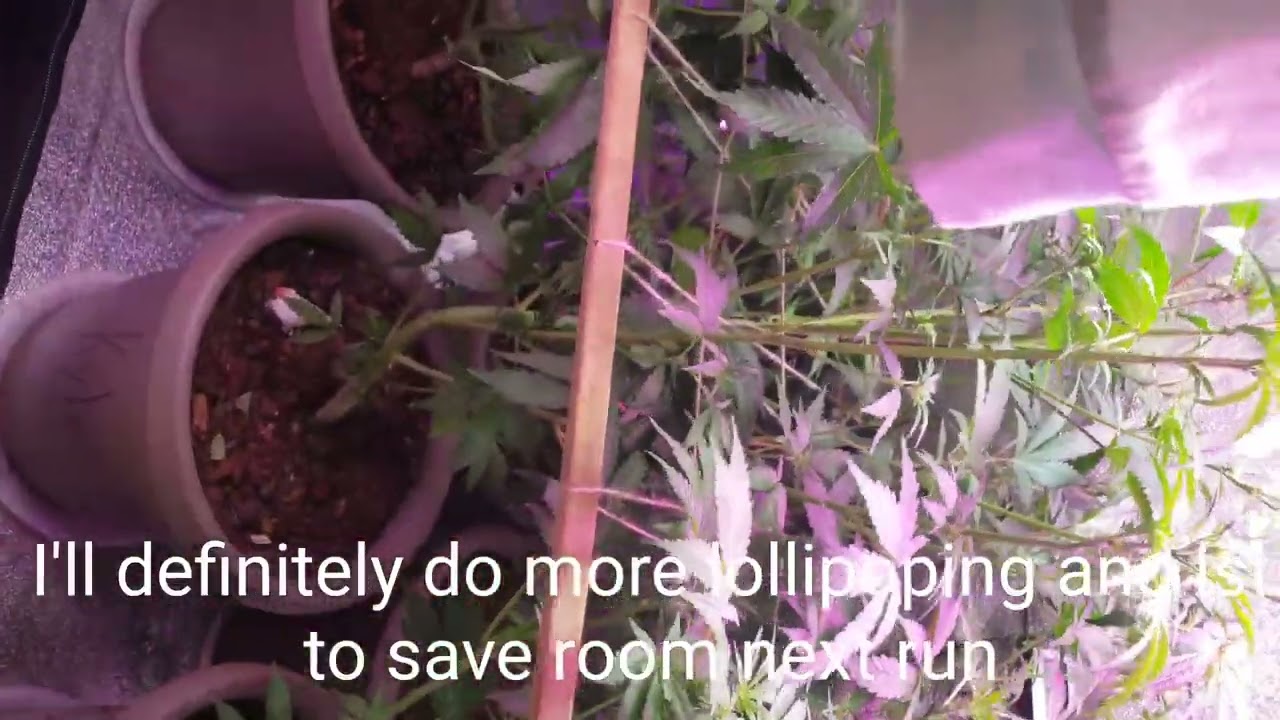 38th day Autoflower Grow 1st week of flower 