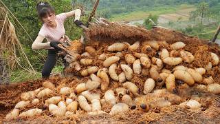 Harvesting A Lot Of Palm Weevil In Rotten Palm Trunks Goes To Market Sell
