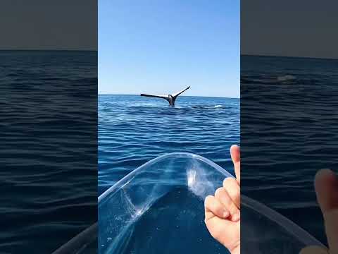شاف حوت نائم