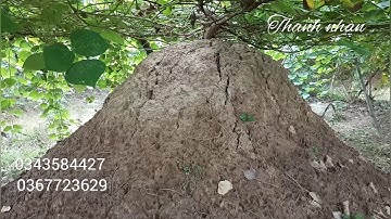 Chăm sóc sắn dây khi đang xuống củ như thế nào để đạt năng suất nhất |#16 Thanh Nhàn