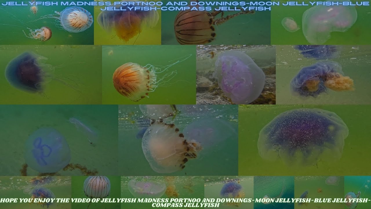 JELLYFISH MADNESS PORTNOO AND DOWNINGSMOON JELLYFISHBLUE JELLYFISH