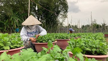 NGẮT CƠI 2 - KỸ THUẬT TRỒNG HOA CÚC PHA LÊ TẾT 2023