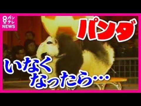 All pandas at Adventure World will be returned. 