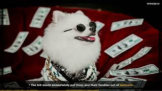 A Texas Pet Store Ban: A Complex Issue | Everything You Need to Know