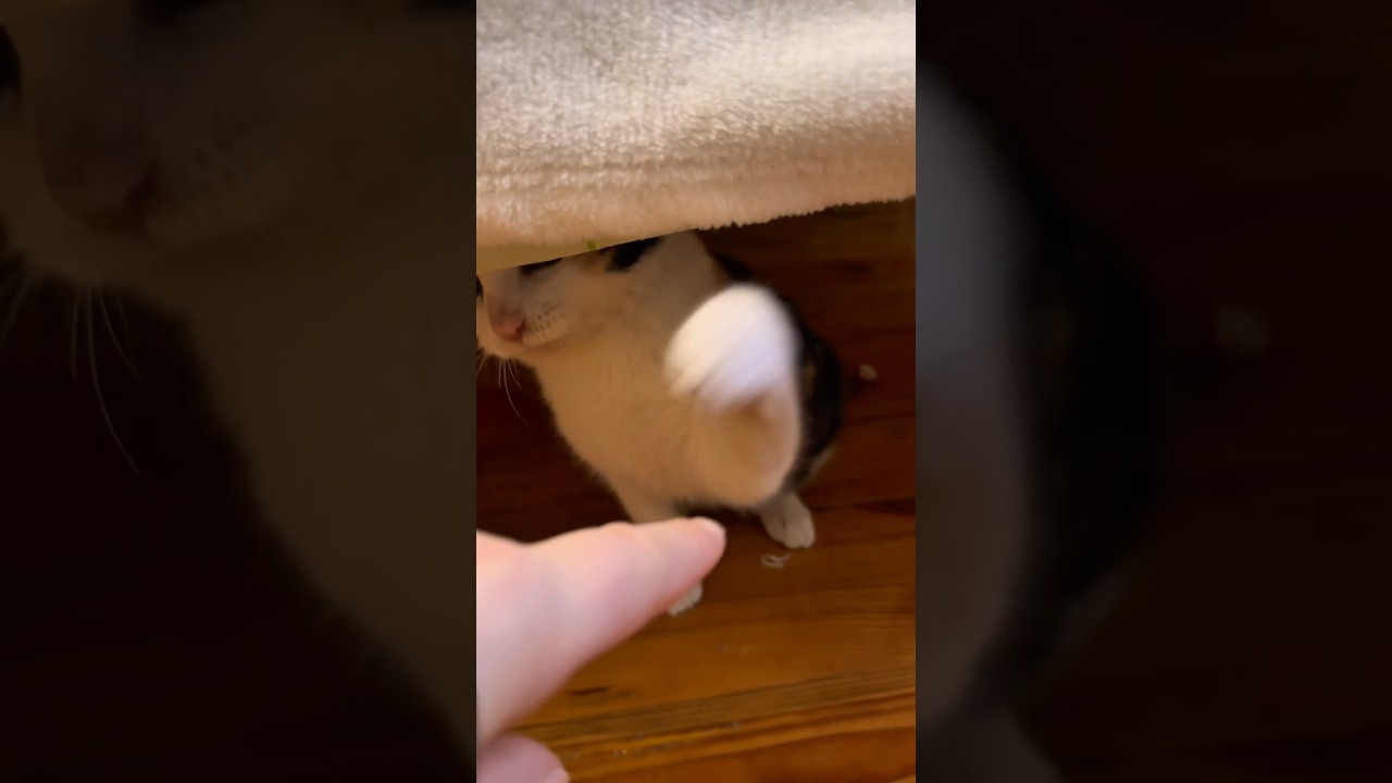 День 25. Приручаю котенка. Никакой ласки, только нападение! 😳 