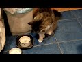 Как наш котик пьет воду