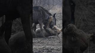 Lion Take On Wildebeest