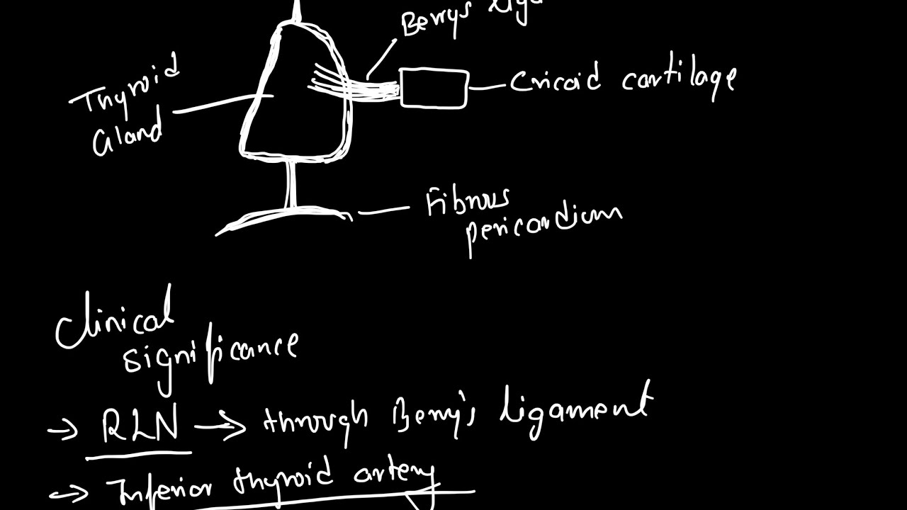 Berrys Ligament With Clinical Significance Youtube