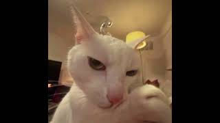 headbob cat #cat #head #meme #edit #youtube #fyp #viral #alokpro3jai Update