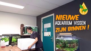 Nieuwe Aquariumvissen zijn binnen ! #3