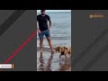 Caged dog sees ocean for first time