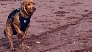 Download lagu Caged dog sees ocean for first time