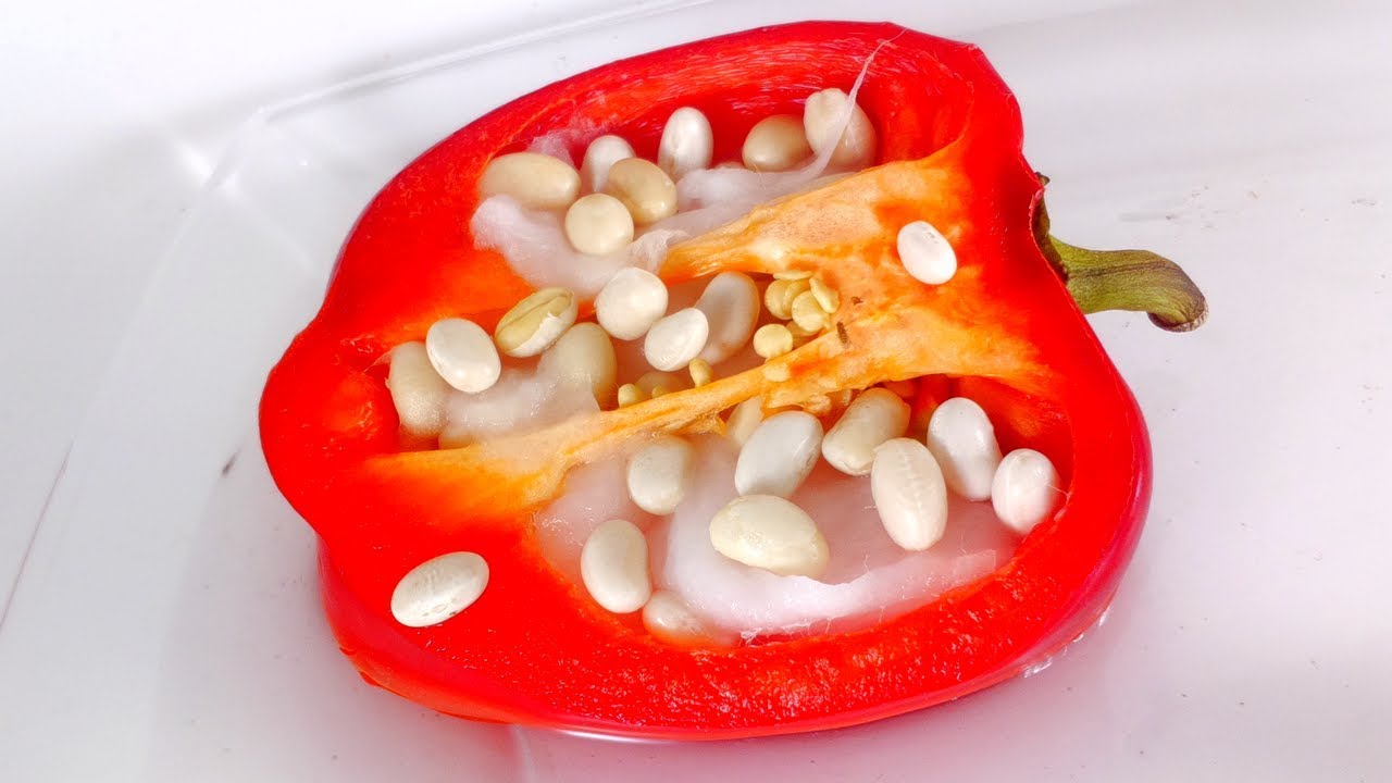 Beans Growing Inside A Pepper Time Lapse YouTube