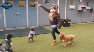 Morris Animal Inn Mannequin Challenge