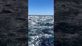 Stunning dolphin stampede off the coast of Oceanside today! 🐬✨ #oceansidecalifornia #DolphinWatch