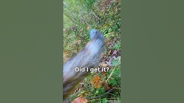 I Gave My Cat a Camera, and Found This...