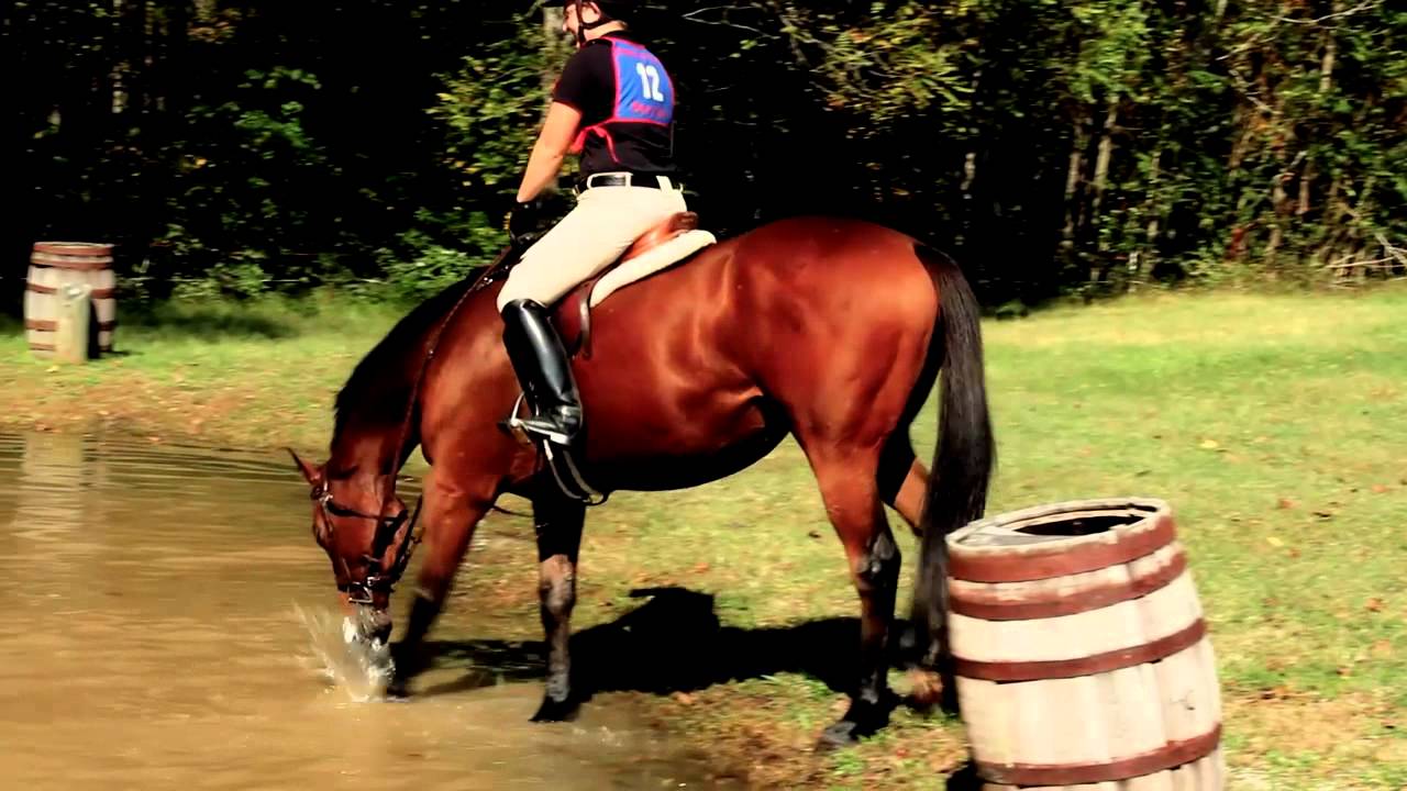 OTTB For Sale. Thoroughbred. Fox Hunter. Jumper. Eventer. Race Horse