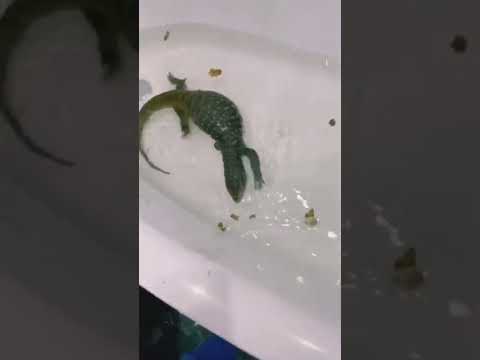 Снимаю шкуру с
