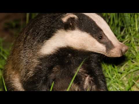 Interesting facts about European Badger by weird square