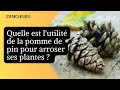 Lastuce des pommes de pin pour savoir quand arroser les plantes