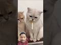 funny cats 🤣#automobile #trending #funny #viral #cute #cat #youtubeshorts #shorts #shortvideo