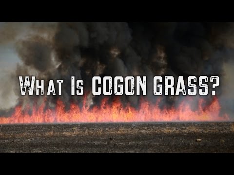 Video: ¿Cómo controlar la hierba cogon?