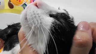 猫とお風呂で浮き輪を使って猫バスタイム♪  Cat take a bath with a swimming ring