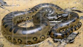 Free Anaconda Android Game Puzzle App screenshot 4