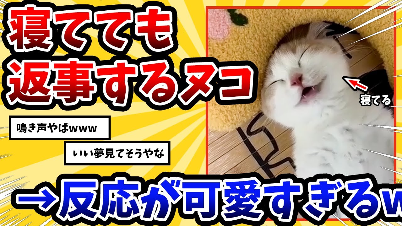 【2ch動物スレ】寝てる猫に声かけ続ける飼い主 → ネッコの反応が可愛すぎたwww