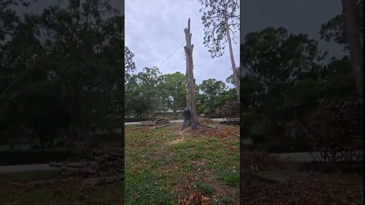 6 4 2025 Because He Lives TreeRoadhouse TreeTrimming TreeRemoval TreeService LargoFL