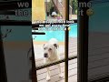 She just wants to bask in the sun, is that too much to ask?? #funnydogs #dogs #doglover #pitbullmix