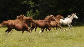 cheval au galop