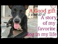 A story of my favorite dog in my life bansur pet clinic