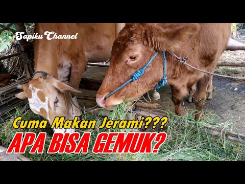 Video: Bolehkah lembu makan jerami?