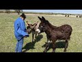 New amazing horse donkey and zebra mating video 2020 best compilation R