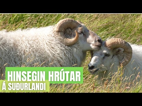 Hinsegin Hrútar á Suðurlandi