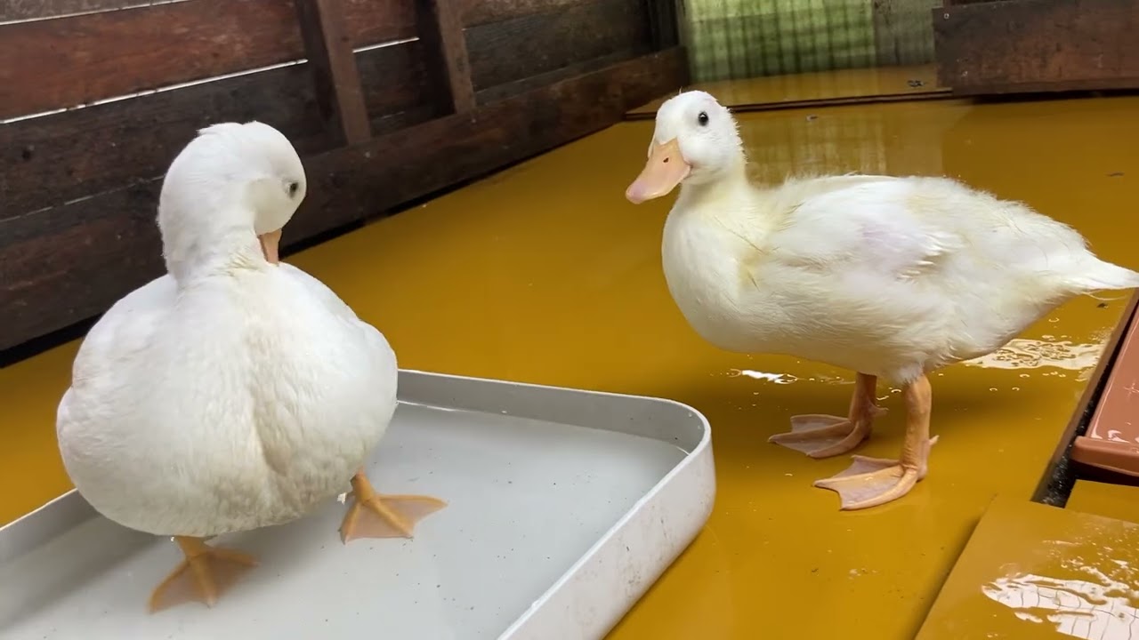 Aちゃん、Priちゃん、Rilちゃん、そして二代目Mayちゃん　どんどん大きくなっています♪