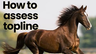 How to Assess Topline on a horse