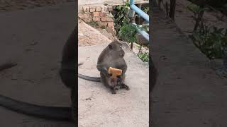 Download Lagu enak kali ya MP3