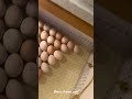 Day by day #trending #pets #egg #sandaiseval #sandaikozhi #vairal #vairalvideo #vairalshort #viral