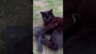 Zombi 👹 Kedi Tomris 🐈‍⬛ Kudurdu 😮 Abone Beğen destek ol #keşfet #cutebaby #cat #kedi #prettycat