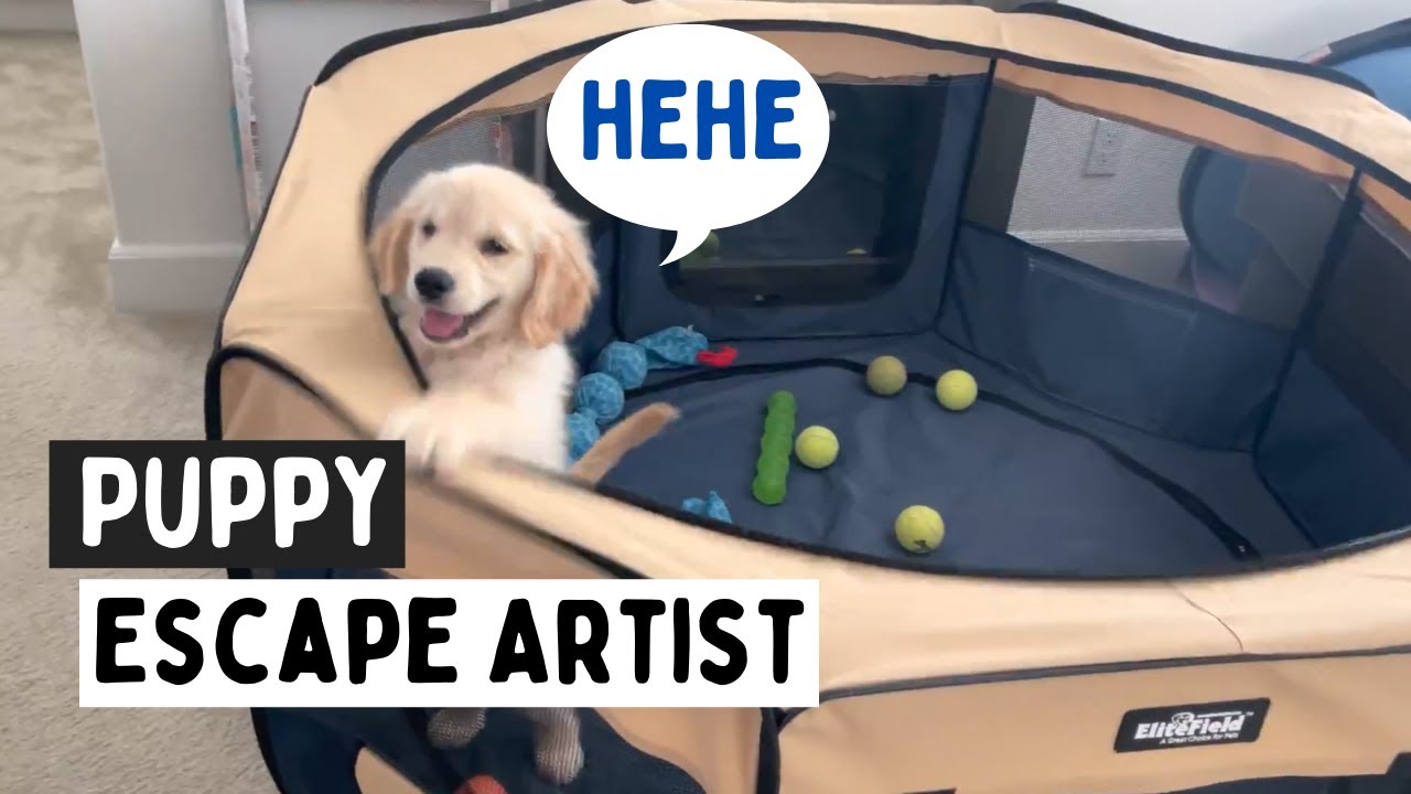 Hilarious Puppy Escapes Pen.... AGAIN!!! YouTube