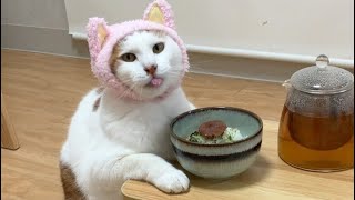 FUNNY CATS 2023 AND OTHER ANIMALS/10 MINUTES OF LAUGHTER/FUNNY ANIMALS 2023/THE BEST JOKES WITH CATS by Happy Day 68,198 views 11 months ago 10 minutes, 9 seconds