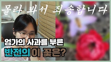 보이는 라디오 4회, 라넌큘러스 고수가 나타났다