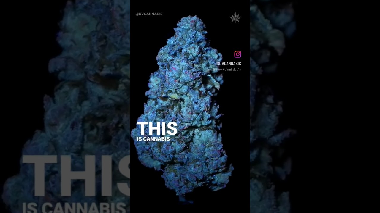 I don't know if you knew this, but this is cannabis under a black light!