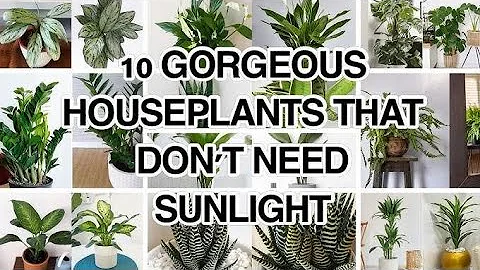 TOP 10 Low Light Houseplants + Understanding Low Light In Your Home🌿